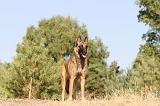 MALINOIS 121